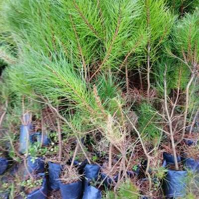 Pine Trees 8