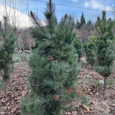 Pine Trees 9