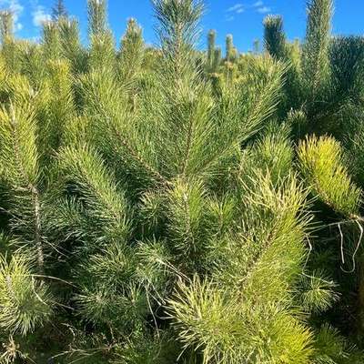 Pine Trees 10