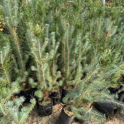 Pine Trees 11
