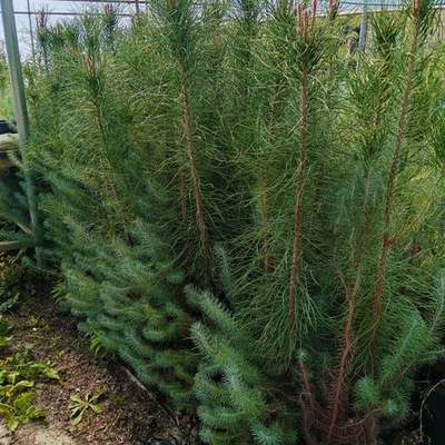 Pine Trees 12