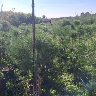 Pine Trees 13