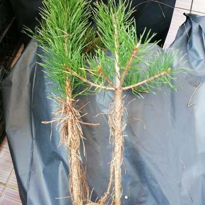 Pine Trees 14