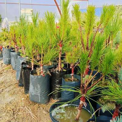 Pine Trees 15