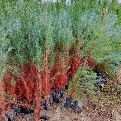 Pine Trees 16