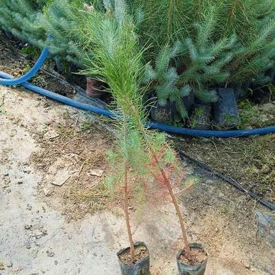 Pine Trees 17