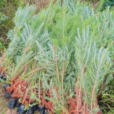 Pine Trees 18
