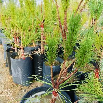 Pine Trees 19