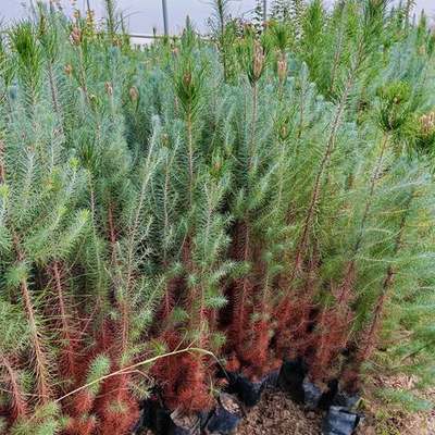 Pine Trees 20