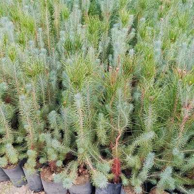 Pine Trees 21