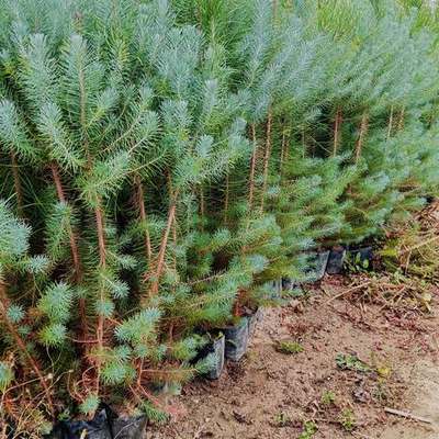 Pine Trees 22