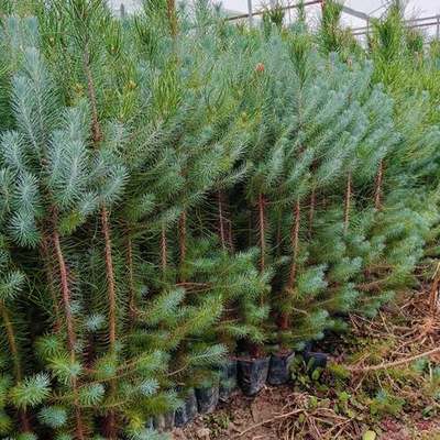 Pine Trees 23