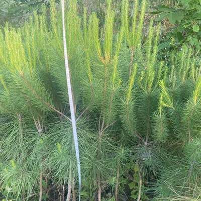 Pine Trees 24