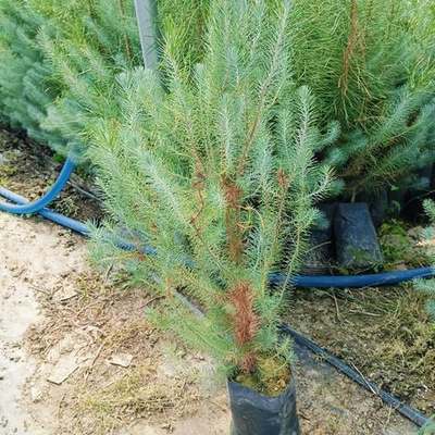 Pine Trees 25
