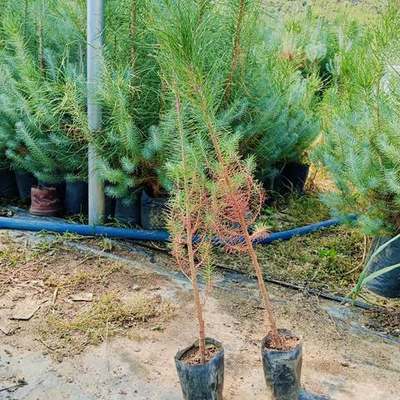Pine Trees 26