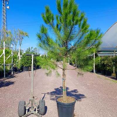 Pine Trees 27