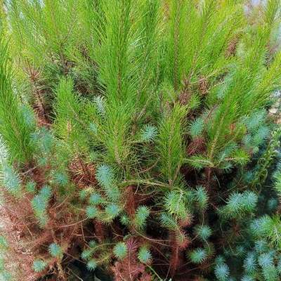 Pine Trees 28