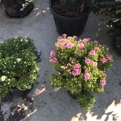 Flowers, Bulbs & Ground Cover 4