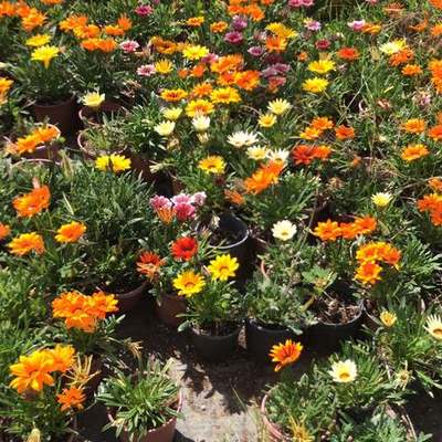 Flowers, Bulbs & Ground Cover 6