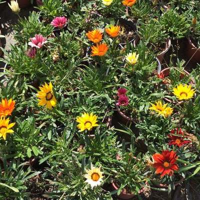 Flowers, Bulbs & Ground Cover 7