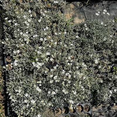 Flowers, Bulbs & Ground Cover 8