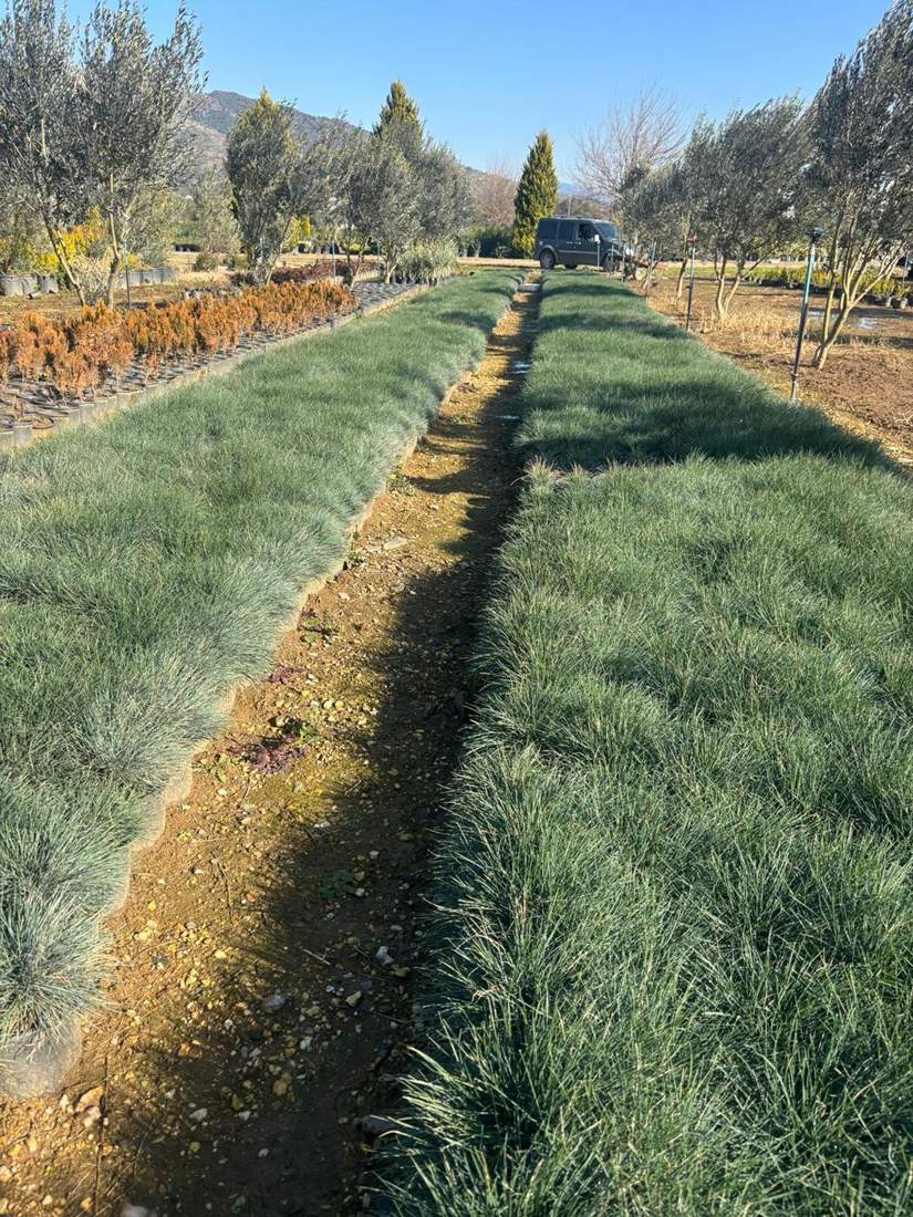 العشب والفستوكا وعشب موندو (Festuca glauca, Ophiopogon japonicus, turf grasses)