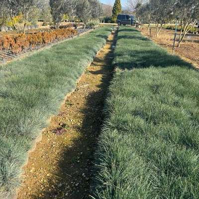 Turf, Blue Fescue & Mondo Grass (Festuca glauca, Ophiopogon japonicus, turf grasses)