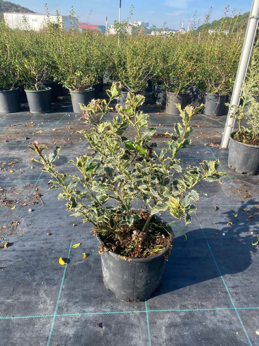 Holly (Ilex aquifolium)