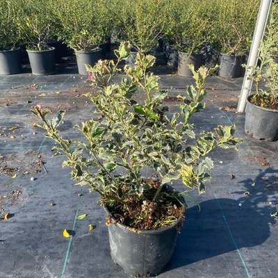 Holly (Ilex aquifolium)