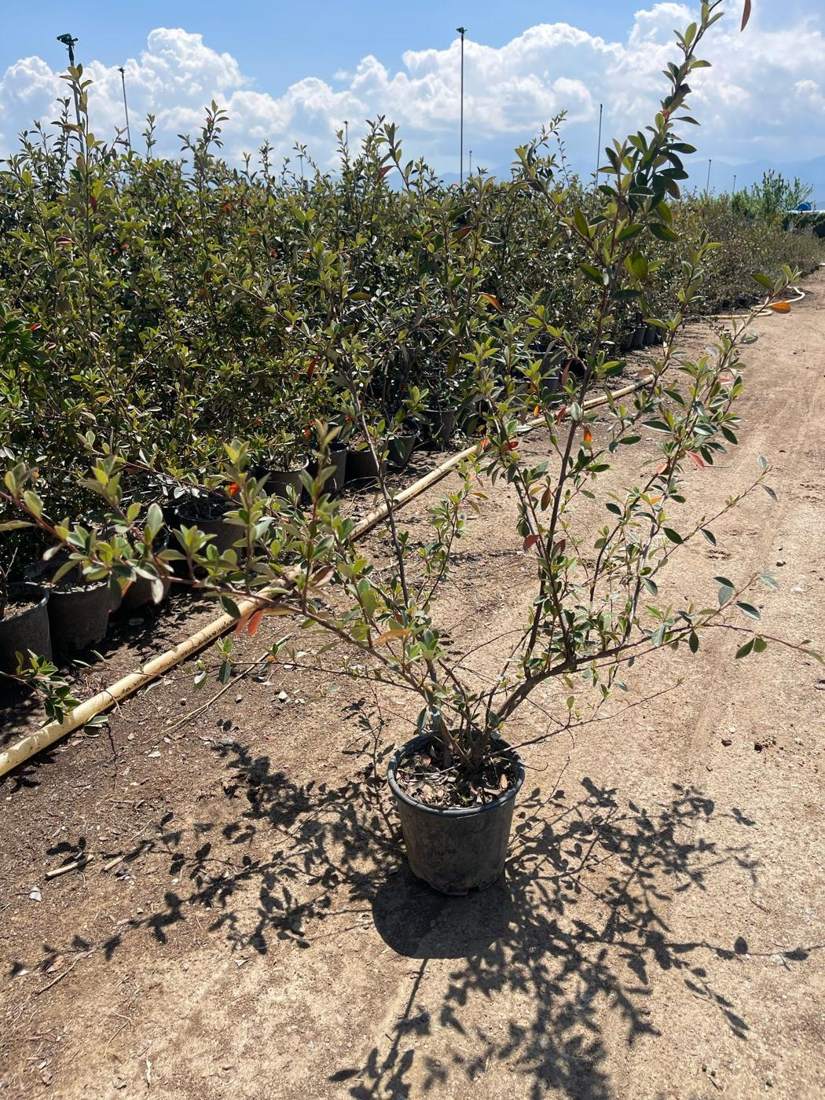 Cotoneaster (Cotoneaster spp.)