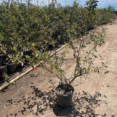 Cotoneaster (Cotoneaster spp.)