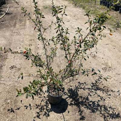Cotoneaster 2