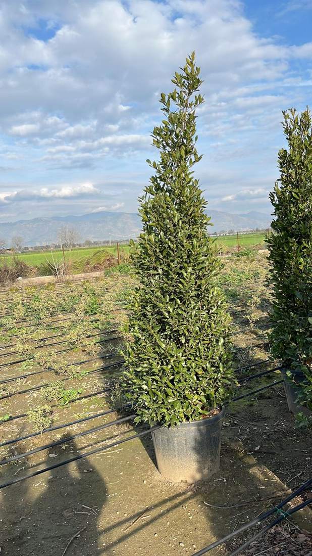 Bay Laurel (Laurus nobilis)
