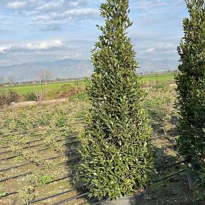 Bay Laurel (Laurus nobilis)
