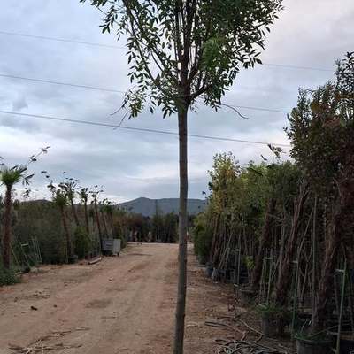 Ash Tree (Fraxinus spp.)