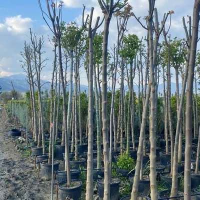 Ash Tree 3
