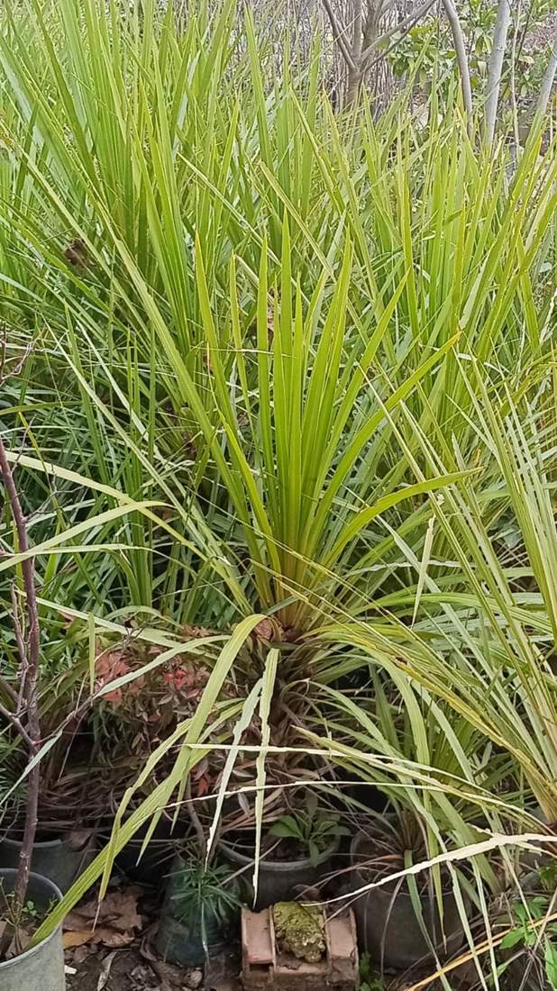 Dracaena & Cordyline (Dracaena, Cordyline)