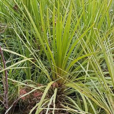 Dracaena & Cordyline (Dracaena, Cordyline)