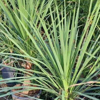 Dracaena & Cordyline 2