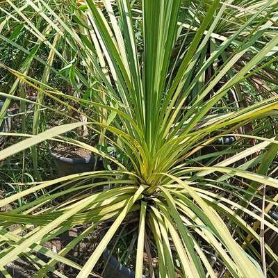 Dracaena & Cordyline 3
