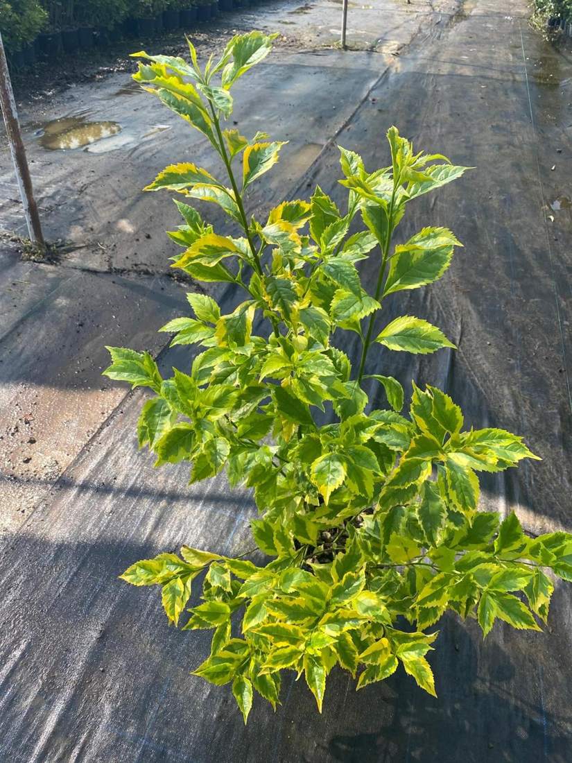 Duranta (Duranta erecta)