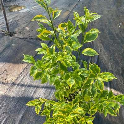Duranta (Duranta erecta)