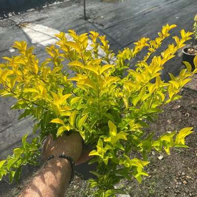 Duranta 2