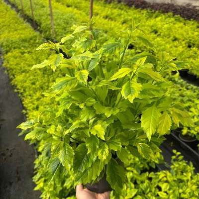Duranta 3
