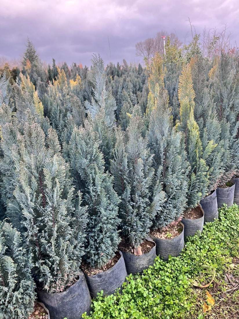 Lawson Cypress 'Ellwoodii' (Chamaecyparis lawsoniana 'Ellwoodii')