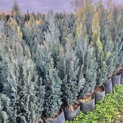 Lawson Cypress 'Ellwoodii' (Chamaecyparis lawsoniana 'Ellwoodii')