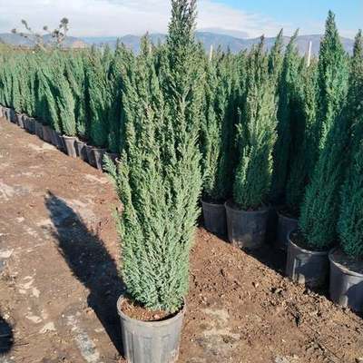 Lawson Cypress 'Ellwoodii' 2