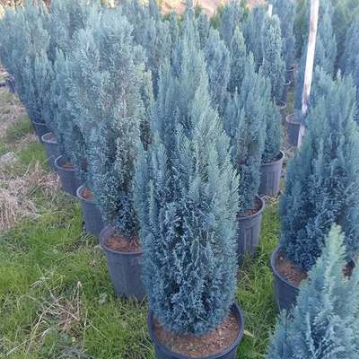 Lawson Cypress 'Ellwoodii' 3