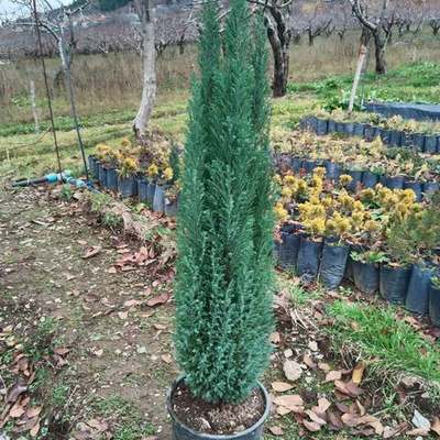 Lawson Cypress 'Ellwoodii' 4