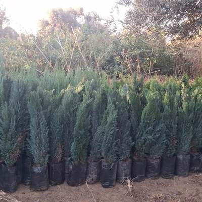 Lawson Cypress 'Ellwoodii' 5